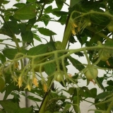 Tomato marina grove: recenzije, fotografije, prinos